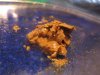 well done hash oil 002.jpg