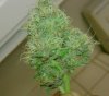 gsc purple in the bud.jpg