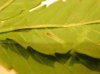 leafminer_cu_2.jpg