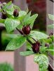 calycanthus.jpg