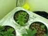 White widow seedling B.jpg