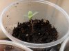 8 days- 1st sprout.jpg