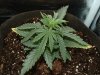 thegrow0049.jpg