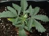 thegrow0054.jpg