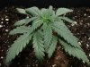 thegrow0055.jpg