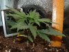 thegrow0056.jpg