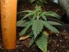 thegrow0059.jpg