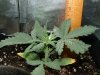 thegrow0062.jpg