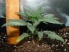 thegrow0063.jpg