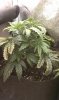 thegrow0065.jpg