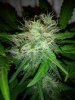 paradise seeds whiteberry3.jpg