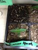 Picture seedlings 2 003.jpg