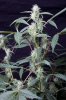 cannabis-timewreck4-1895.jpg