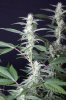 cannabis-timewreck1-2129.jpg