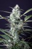 cannabis-timewreck4-2137.jpg