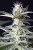 cannabis-timewreck1-2254.jpg