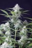 cannabis-timewreck5-2422.jpg