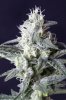 cannabis-timewreck2-2420.jpg