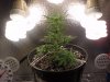 My Plant Grow 002.jpg