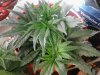 Plant B - 38 days - 0320.jpg