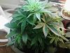 Plant C - 38 days - 0320.jpg