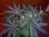 3RD Dimension day 23 flowering pic#3.jpg