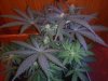 3RD Dimension day 23 flowering pic#7.jpg