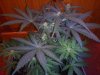 3RD Dimension day 23 flowering pic#8.jpg