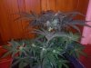 3RD Dimension day 23 flowering pic#12.jpg