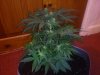 3RD Dimension day 23 flowering pic#15.jpg