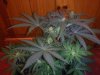 3RD Dimension day 23 flowering pic#10.jpg