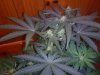 3RD Dimension day 23 flowering pic#6.jpg