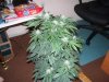 cfl stealth dresser grow 005.jpg