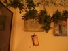 cfl stealth dresser grow 014.jpg