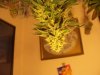 cfl stealth dresser grow 021.jpg