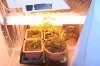 Grow2-1 Veg3-23.jpg