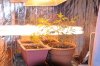 Grow2-3 Veg3-23.jpg