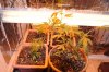 Grow2-4 Veg3-23.jpg