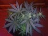 3RD Dimension day 23 flowering pic#1.jpg