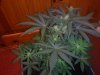 3RD Dimension day 23 flowering pic#4.jpg