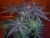 3RD Dimension day 23 flowering pic#8.jpg