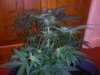 3RD Dimension day 23 flowering pic#13.jpg