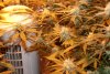 flowering day 40-20.jpg