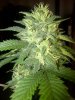 Bubblegum  6weeks(seeded x Pink Cotton Candy) - Copy.jpg