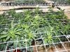 grow week 9 008.jpg