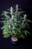 cannabis-timewreck1-2128.jpg