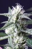 cannabis-timewreck2-2132-2.jpg