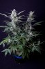 cannabis-timewreck4-2136.jpg