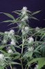 cannabis-timewreck5-2141.jpg