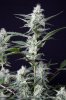 cannabis-timewreck2-2259.jpg